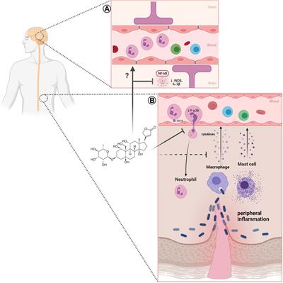 Neuroinflammation and Neutrophils: Modulation by Ouabain